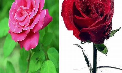 月季和玫瑰的关系_月季和玫瑰的关系是什么